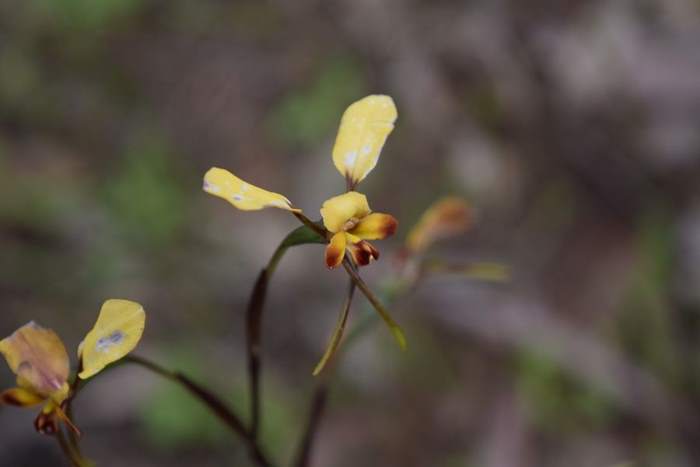 Diuris Donkey Orchid 002.JPG